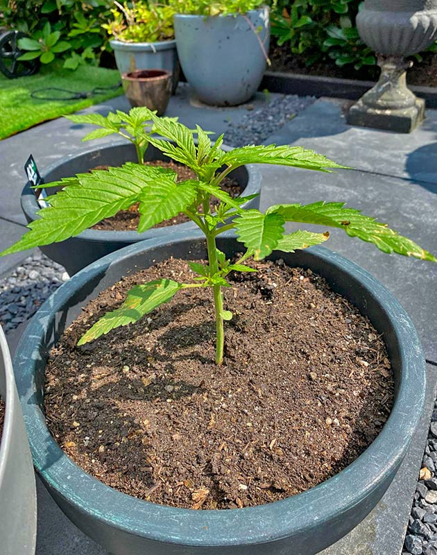 Куст Guava Auto от FastBuds на 4 неделе выращивания