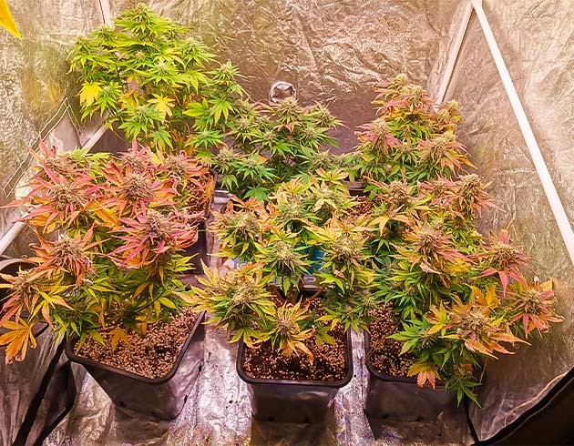 Срез первого растения на 8-й неделе Cream Caramel Auto: срез первого растения