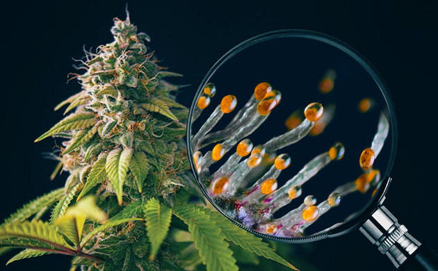 Проверка готовности трихом Янтарные трихомы