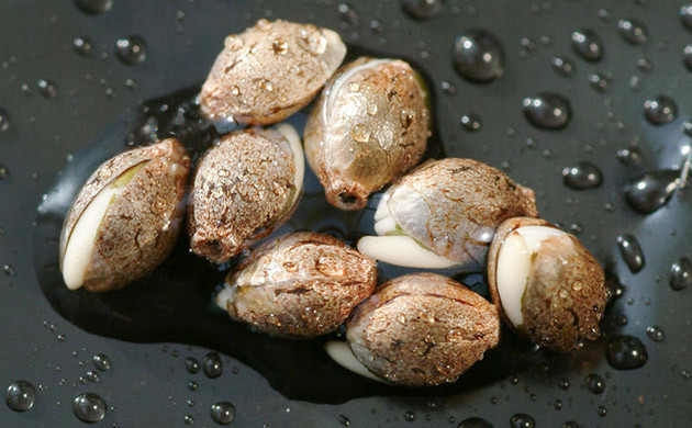 Правильный выбор генетики – фундамент успешного выращивания. Семена марихуаны