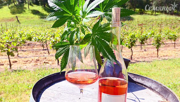 Бутылка вина и листья конопли