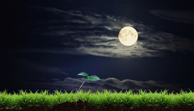 Как циклы Луны влияют на коноплю Марихуана растет под Луной