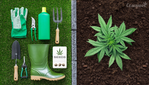 Аутдорное выращивание конопли