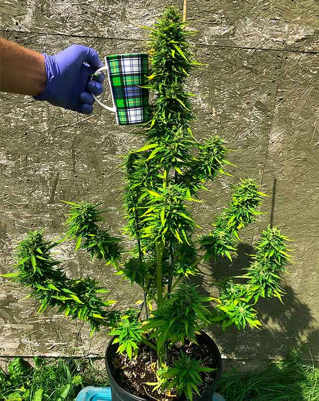 Сравнение соцветия на центрально коле с кружкой