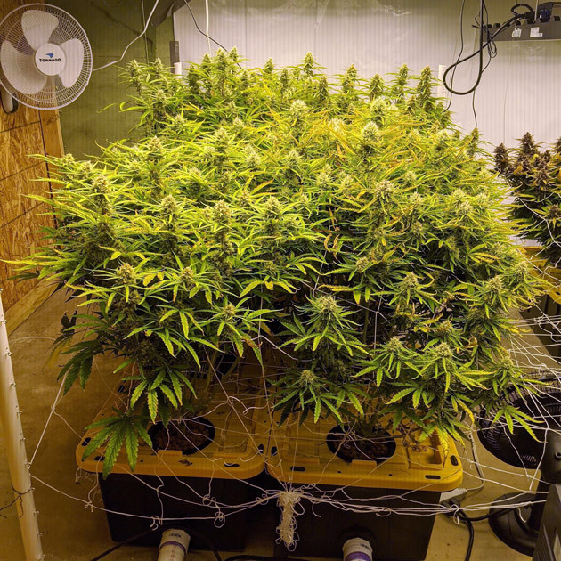 Куст Girl Scout Cookies auto fem готов к харвесту Соцветия Girl Scout Cookies auto fem