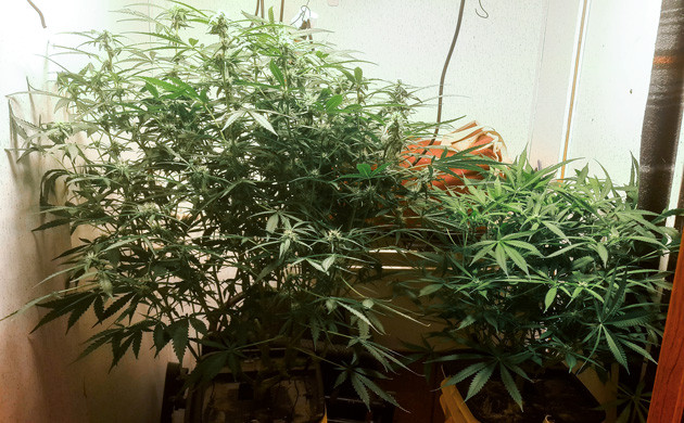 Кусты на 9 неделе Кусты разного роста