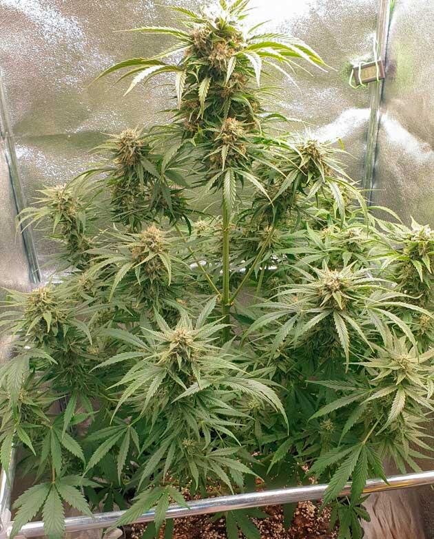 Куст Hellfire OG Auto от 7CH American ростом 85 см