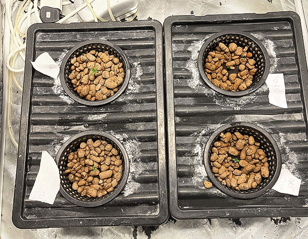 Высадка пророщенных ростков Горшки с керамзитом