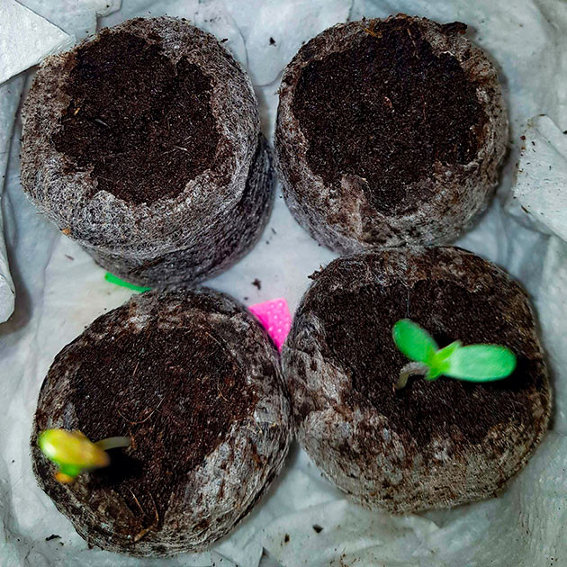 Проращивание семян конопли Skywalker Haze