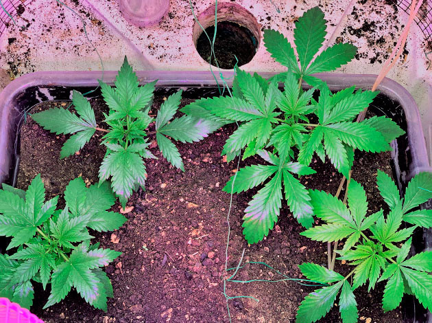 Кусты на 3 неделе выращивания