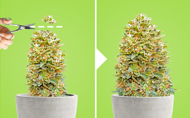 Обрезка конопли техникой бэкбилдинг