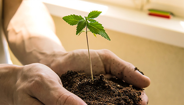 Выращивание в ауте