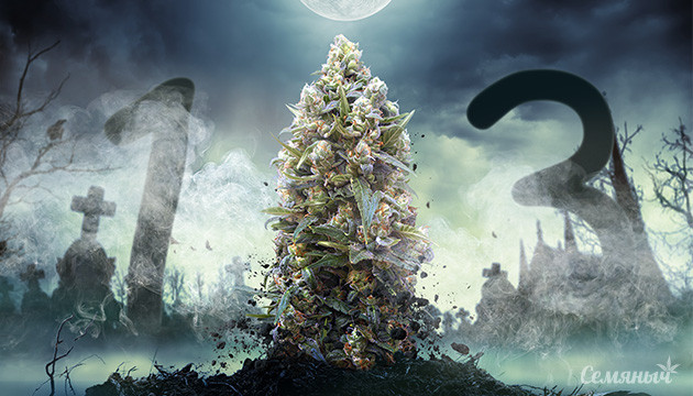 Конопля на кладбище