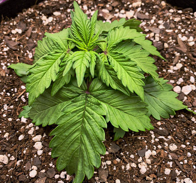 Опущенные и увядающие листья