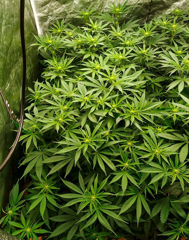 Проблемы с высокой влажностью в гроубоксе Куст Gelato на 11 неделе выращивания