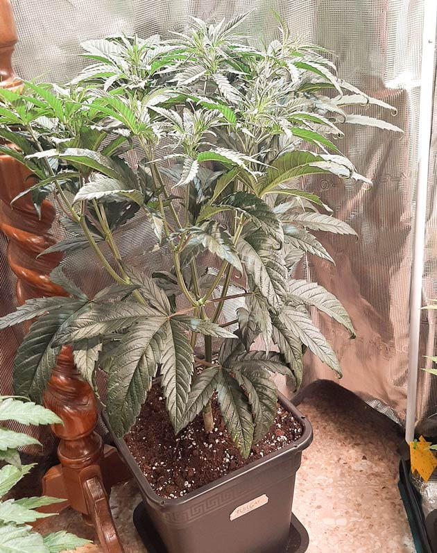 Устранение проблем с Fullgas от GHS Промывка почвы для Fullgas