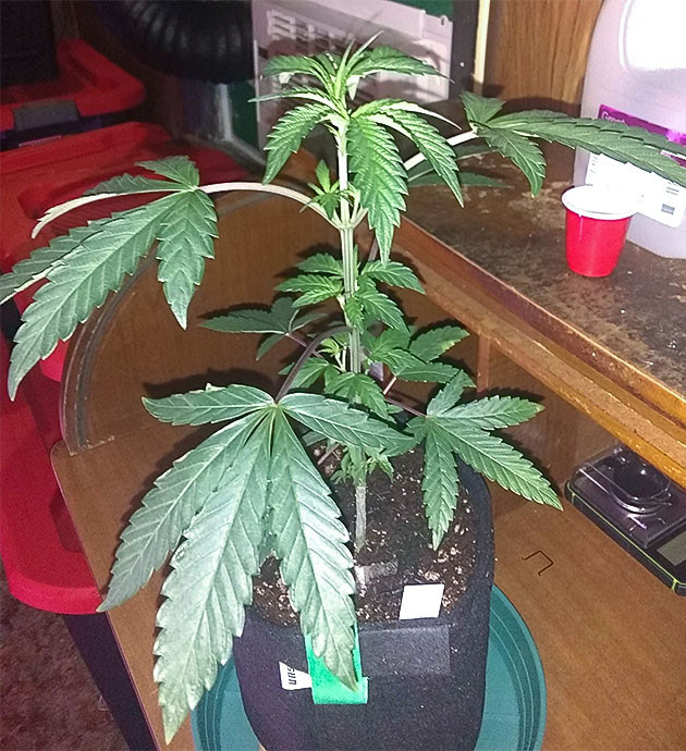 Vanilla Frosting: вертикальный рост