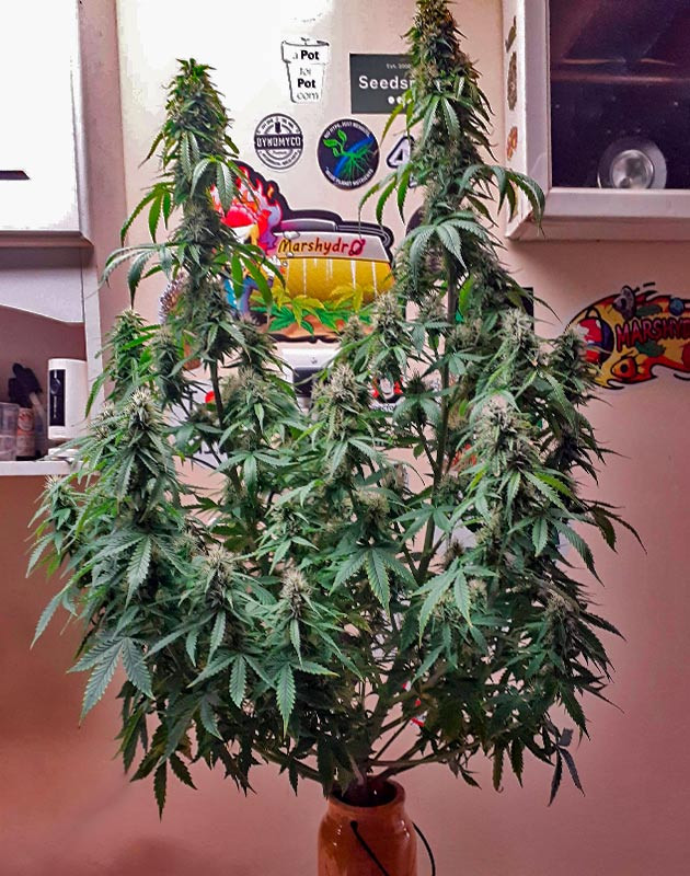 Куст Sour Diesel Auto от Herbies Seeds ростом 63,5 см