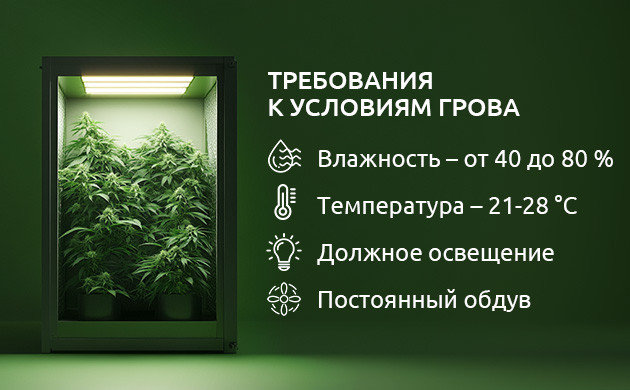 Факторы успешного выращивания каннабиса