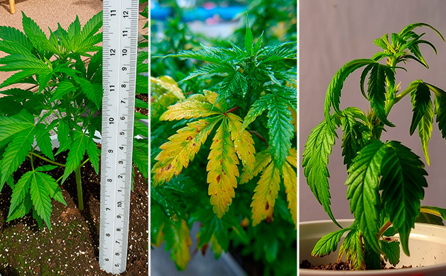 Раннее выявление и лечение корневых проблем у конопли Признаки проблем с корнями у каннабиса