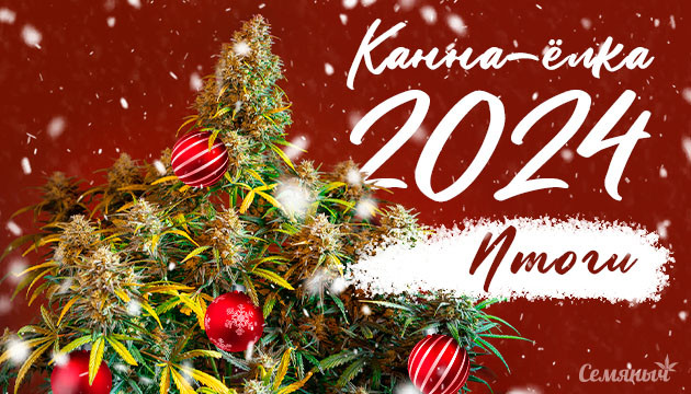 Конкурс на форуме Канна-ёлка 2024 завершен