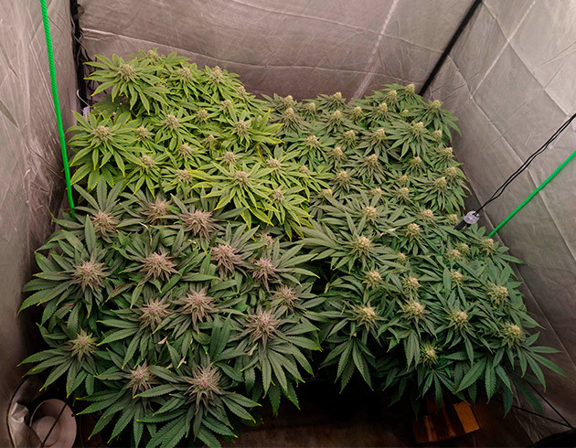 Нехватка азота у одного из кустов Один из четырех кустов с желтеющими листьями