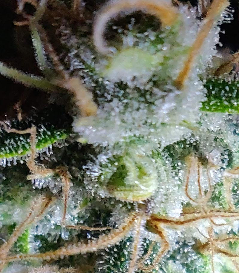 Созревание трихом Соцветие с трихомами