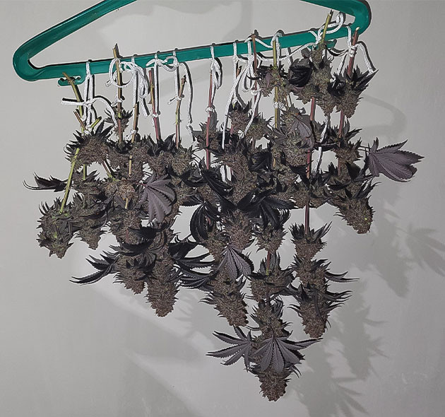 Подготовка конопли к харвесту Срезанные соцветия сорта Jealousy