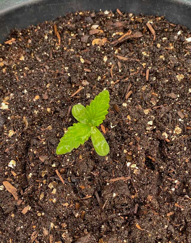 Росток Guava Auto от FastBuds на 1 неделе