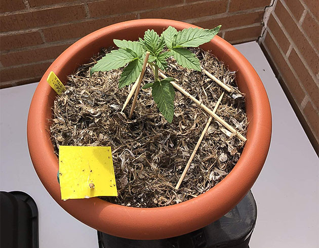 Проращивание семечки Sensi Star