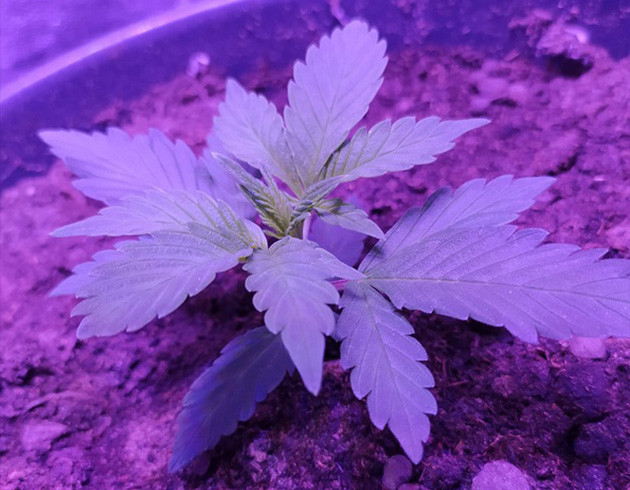 Росток высотой 10 см