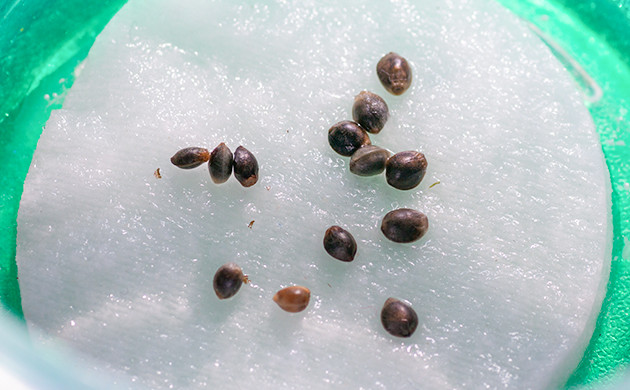 Семена на влажном ватном диске