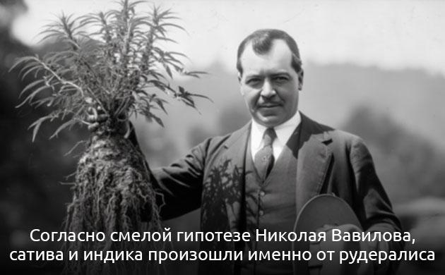 Как появился рудералис: теории и генетика Происхождение каннабиса рудералис