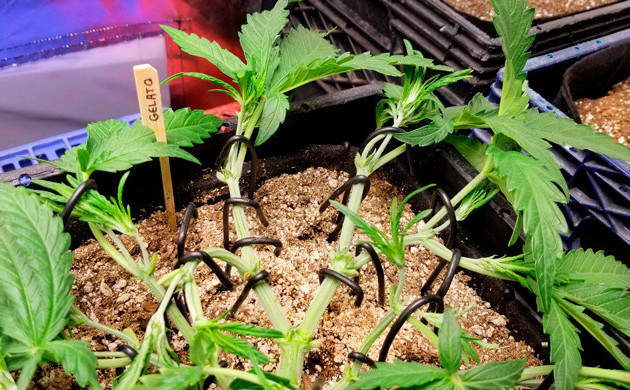 Закрепление всех ветвей куста