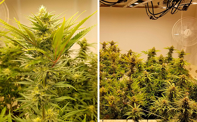 Какой запах у сорта каннабиса Amherst Sour Diesel Amherst Sour Diesel бошки