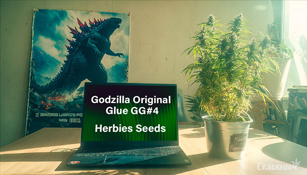 Гроурепорт сорта Godzilla Original Glue GG#4 (Godzilla Glue #4) от Herbies Seeds