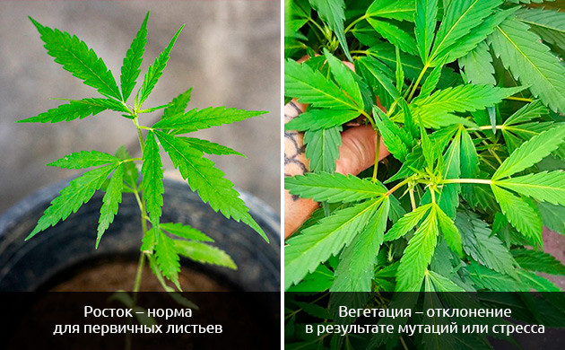 Тайна трехпалых листьев Значение трехпалых листьев