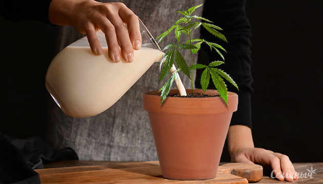 Конопля и молочнокислые бактерии