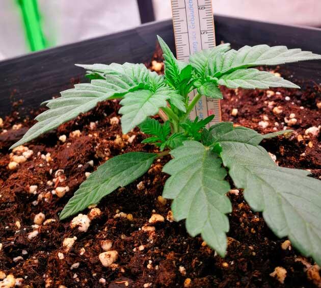 Конопля на второй неделе роста