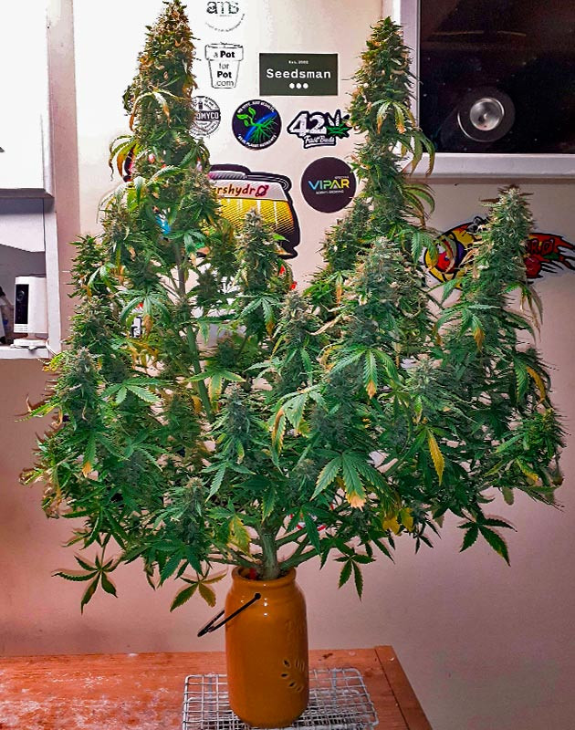 Куст Sour Diesel Auto от Herbies Seeds на 11 неделе