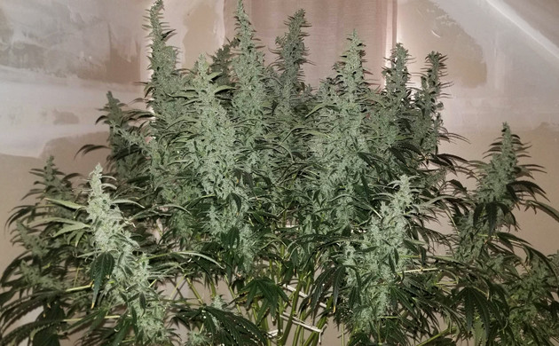 Куст Lemon AK auto fem перед харвестом