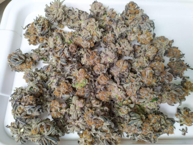 Оценка качества урожая Biscotti Mintz