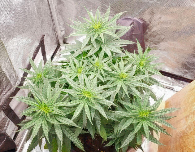 Начало цветения без активного вытягивания Каннабис в предцвете
