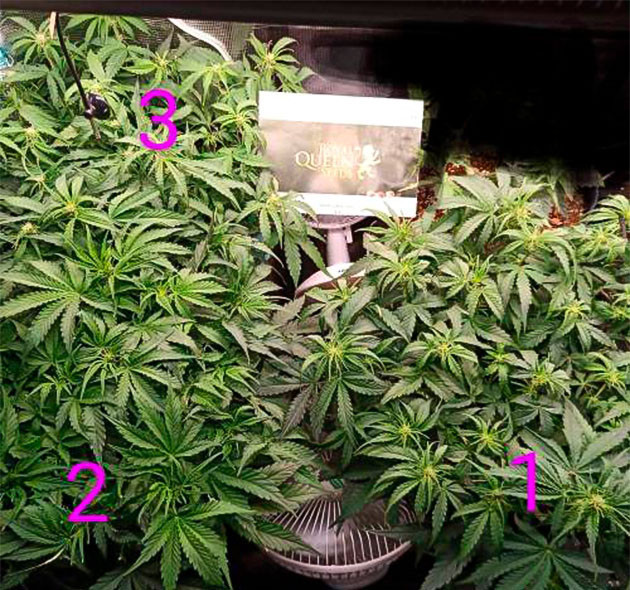 Формирование шишек у конопли