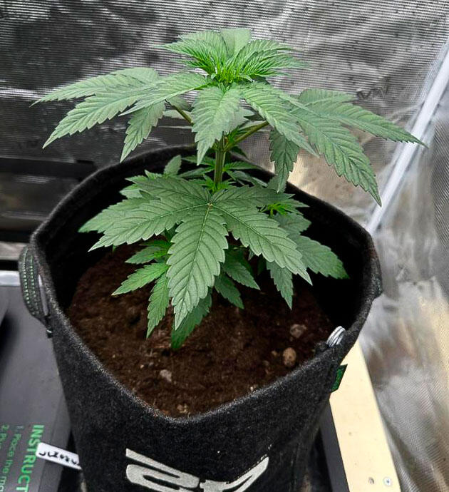 Конопля на 3 неделе роста