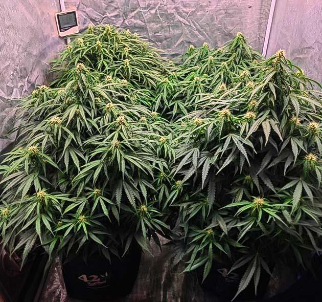 Куст Z-Up Auto на стадии цветения