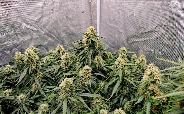 Стабильный уход и развитие марихуаны Прозрачные трихомы на стадии активного цветения