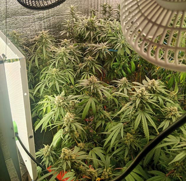 Набор массы каннабиса 9 неделя роста марихуаны