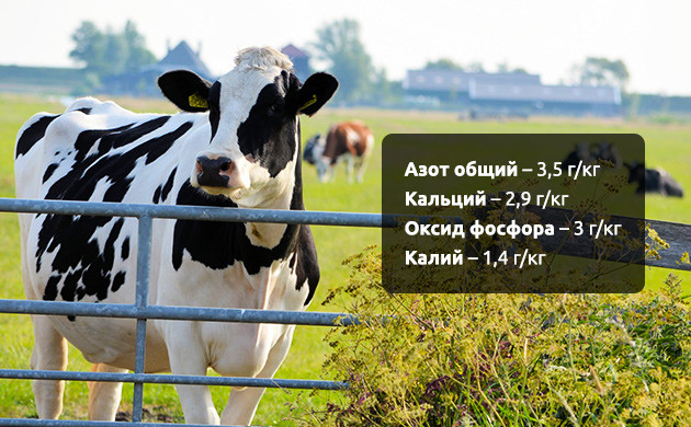 Состав коровьего навоза