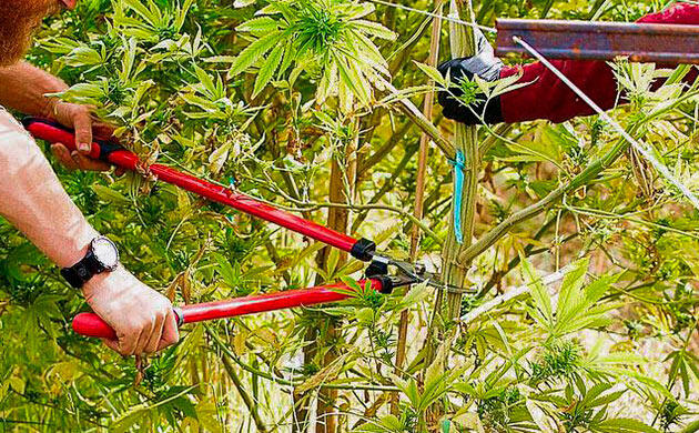 Ножницы и секаторы для гровинга: инструменты для обрезки и харвеста